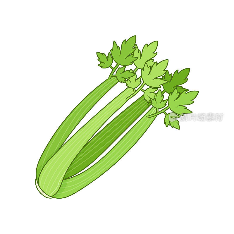 芹菜插图。