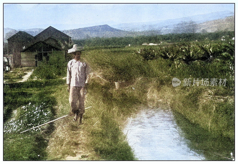 古董黑白照片:夏威夷檀香山附近的中国农场