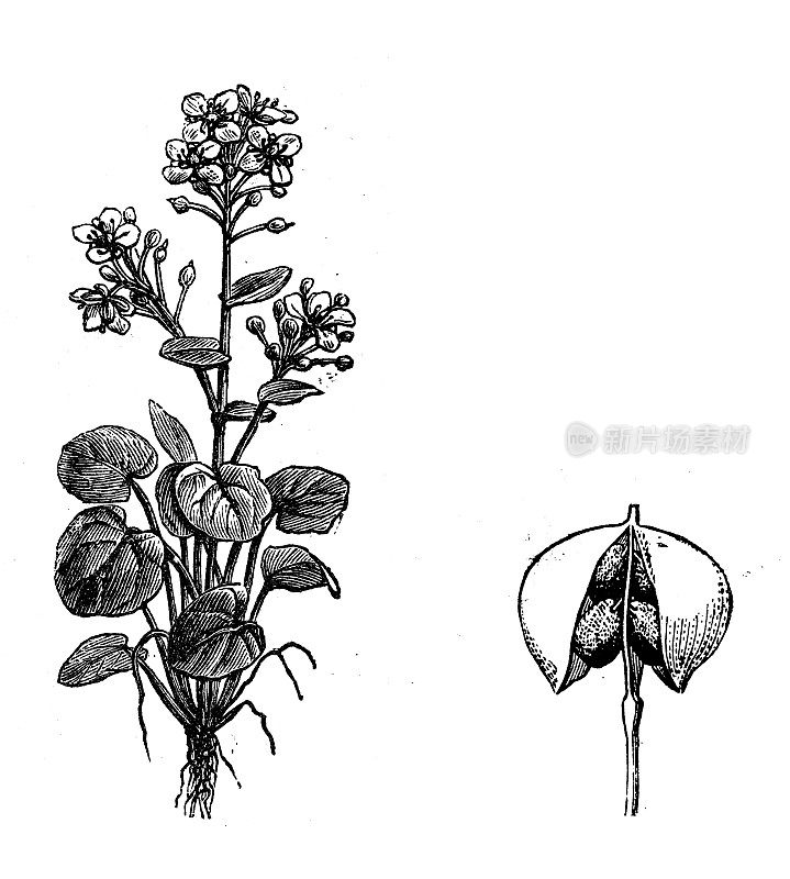 古植物学插图:石竹，坏血草，坏血草，琵鹭