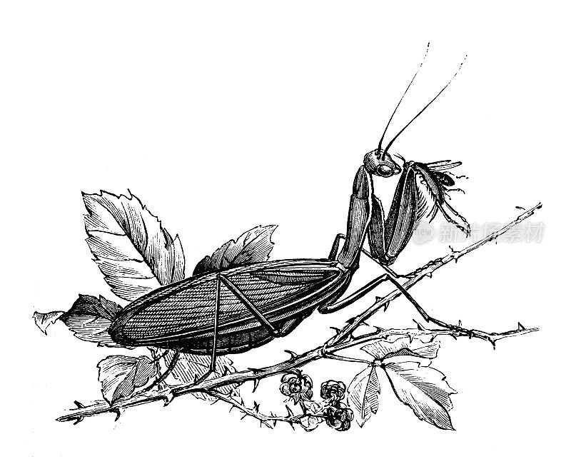 仿古动物插画:欧洲螳螂(螳螂宗教界)