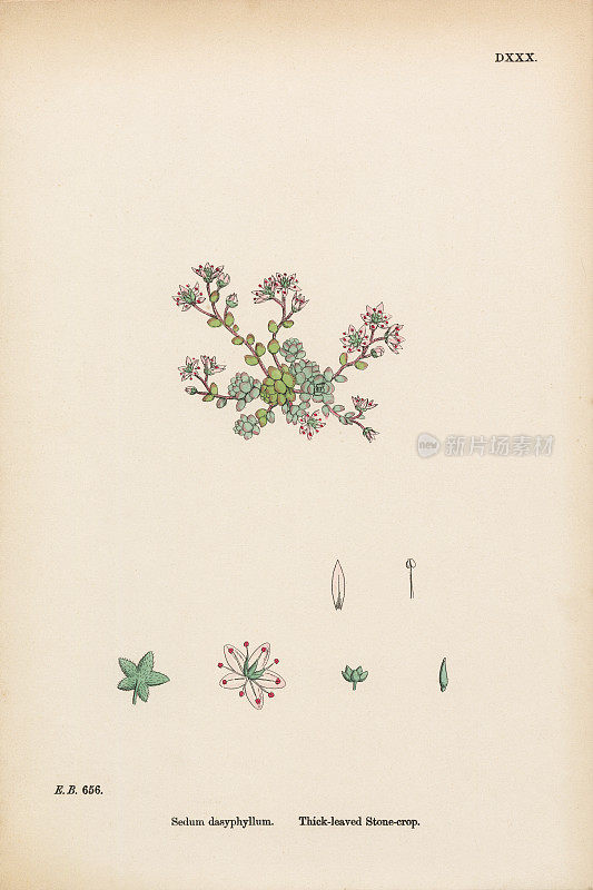 厚叶石竹作物，景天，维多利亚植物学插图，1863年
