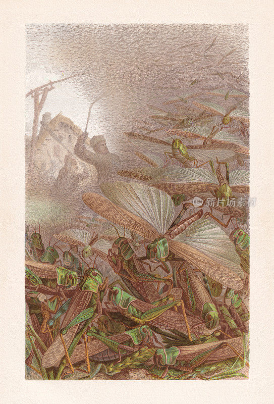 《蝗虫群(飞蝗)》，色版画，1884年出版