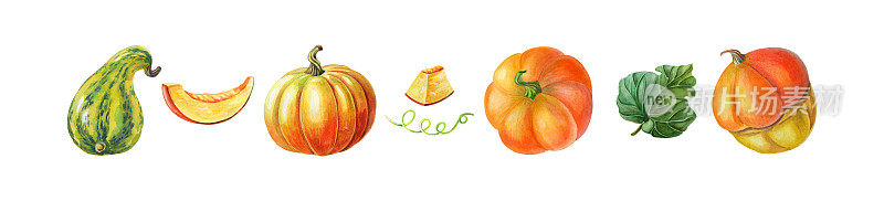 橙色南瓜，南瓜。水彩插图上的白色背景。秋天的收获。新鲜的素食。