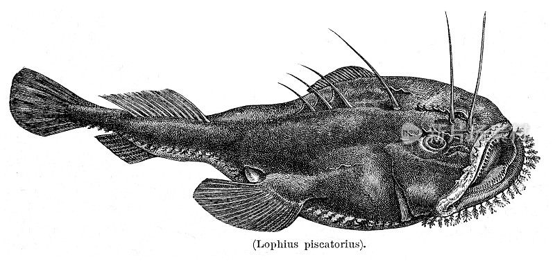 垂钓者或安康鱼雕刻1897年