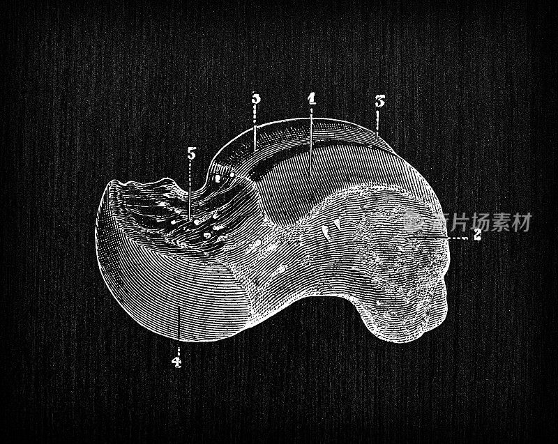 人体解剖骨骼的古董插图:距骨