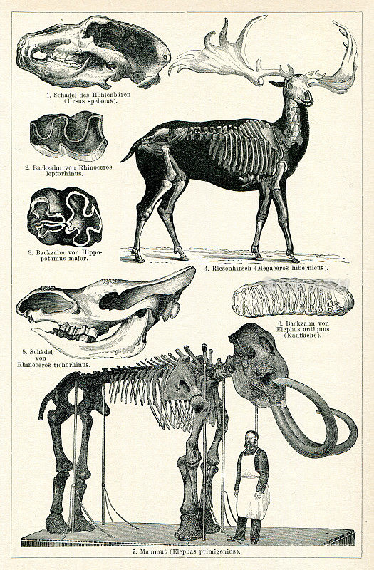 猛犸象和巨型鹿的骨骼在博物馆1898年