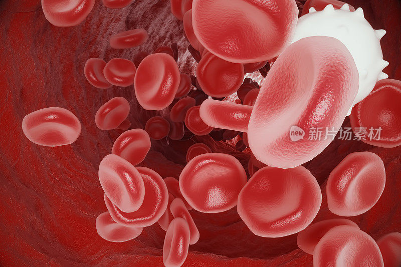 白细胞在红细胞间流动，动脉或静脉内流动，3d渲染
