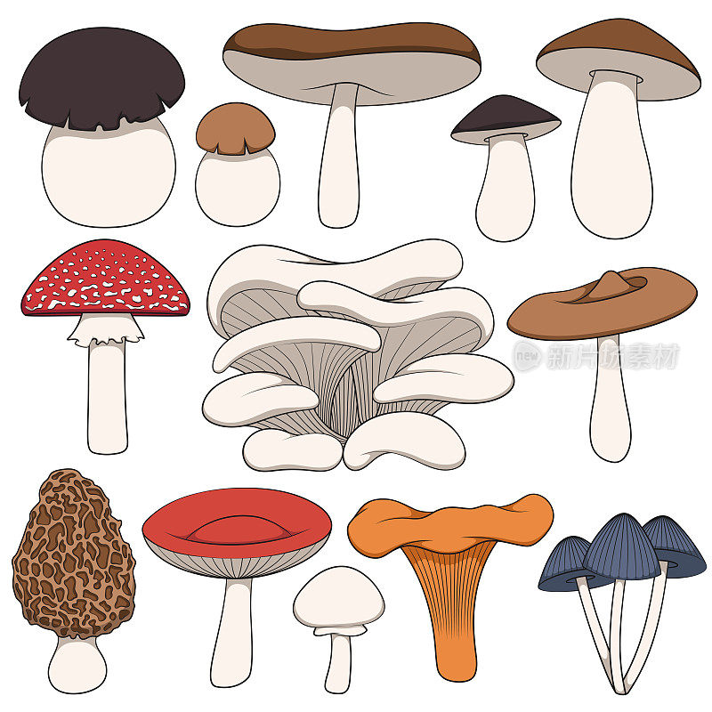 一组蘑菇的彩色图像。孤立的矢量对象。