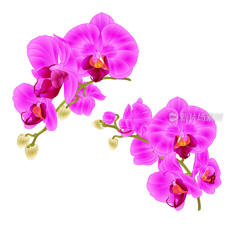 枝条、兰花、紫色花朵、热带植物蝴蝶兰，在白色的背景下设置第三个复古矢量植物插图进行设计