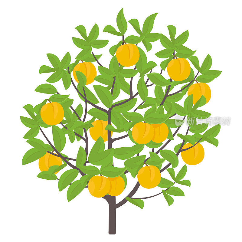 桃树。矢量插图。果树油桃植物。平面矢量颜色插图剪贴画。树上成熟的桃子。碧桃