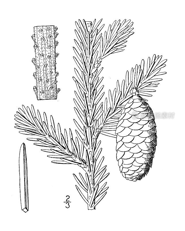 古董植物学植物插图:云杉、黑云杉