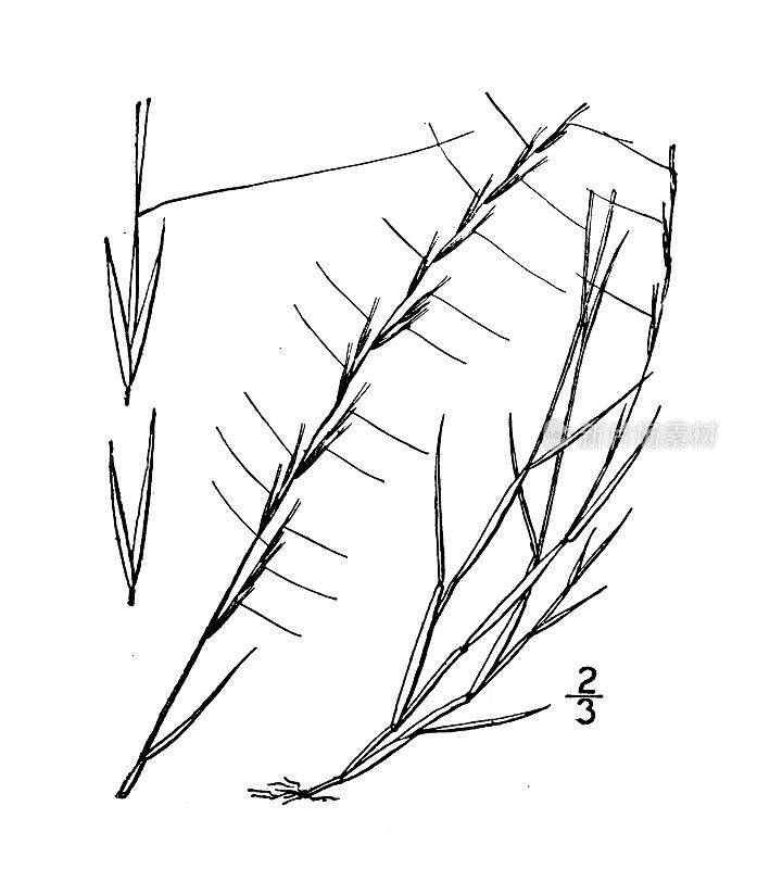 古植物学植物插图:细竹鹭、细竹鹭