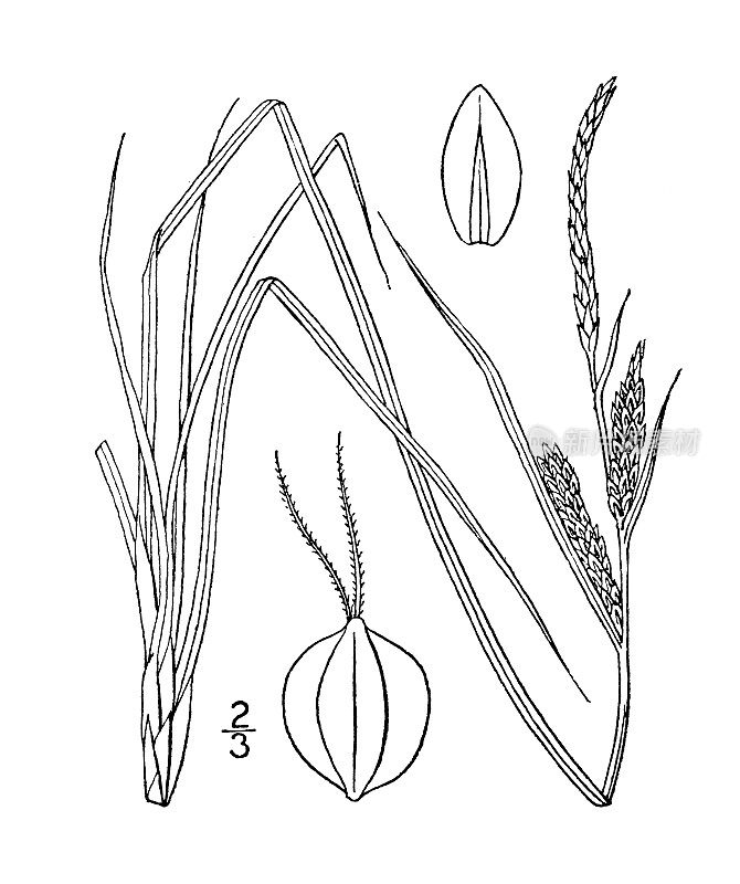 古植物学植物插图:古迪诺夫苔草，古迪诺夫的莎草