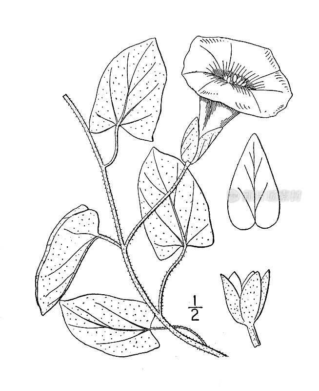 古植物学植物插图:旋花，旋花