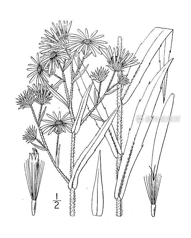 古植物学植物插图:紫菀、红茎紫菀