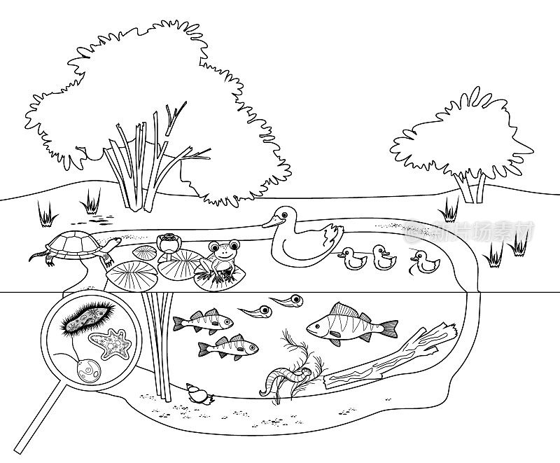 在放大镜下展示荷花植物、鸭与鸭、乌龟、青蛙、鱼类和微小单细胞生物的池塘生态系统