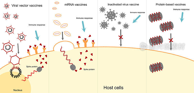 4种新型冠状病毒疫苗:病毒载体、mRNA疫苗、灭活病毒和蛋白基在人体或免疫中诱导免疫应答的途径。
