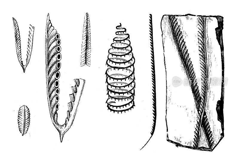古董插图、地质学和化石:笔石