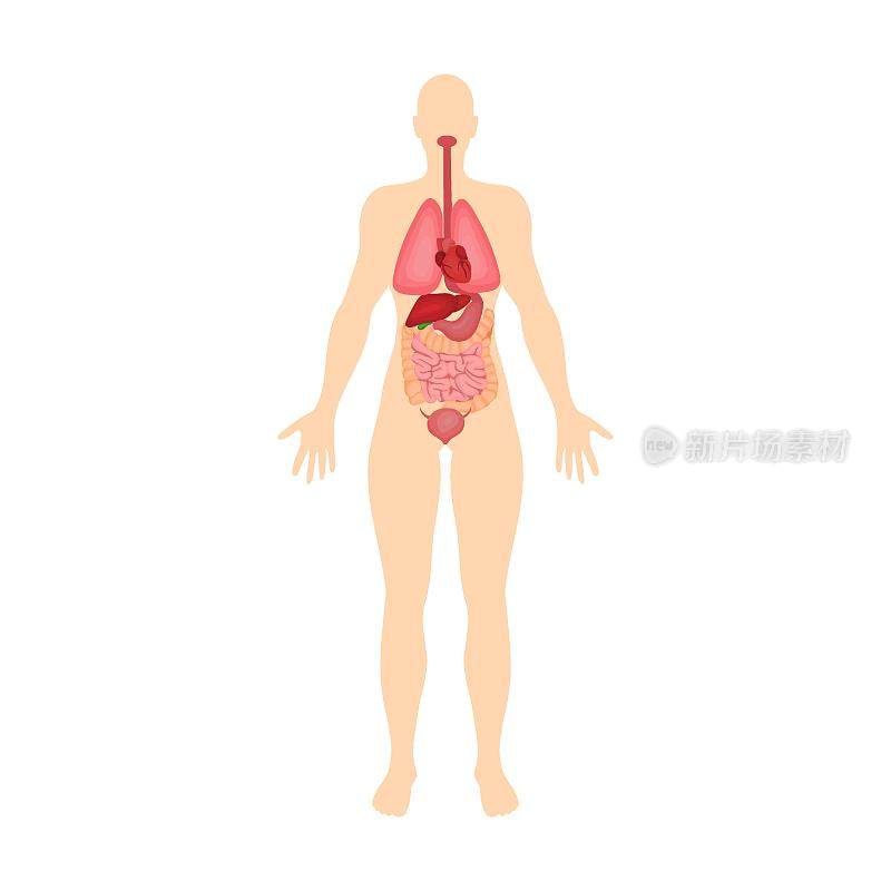 人体内部器官系统。人体器官系统矢量图。白色背景下的女性身体结构。解剖学