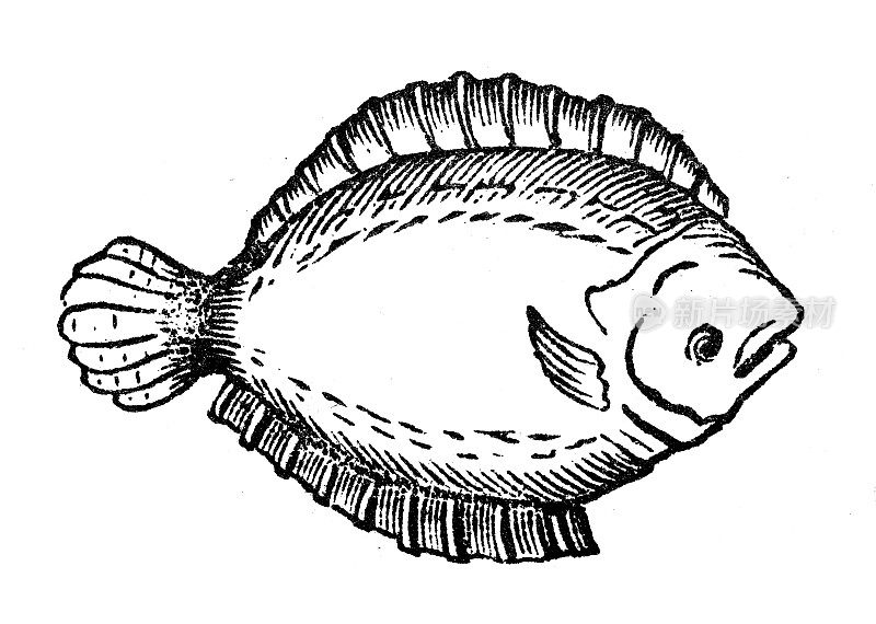 古玩雕刻插图:布瑞尔、菱形菱鲆