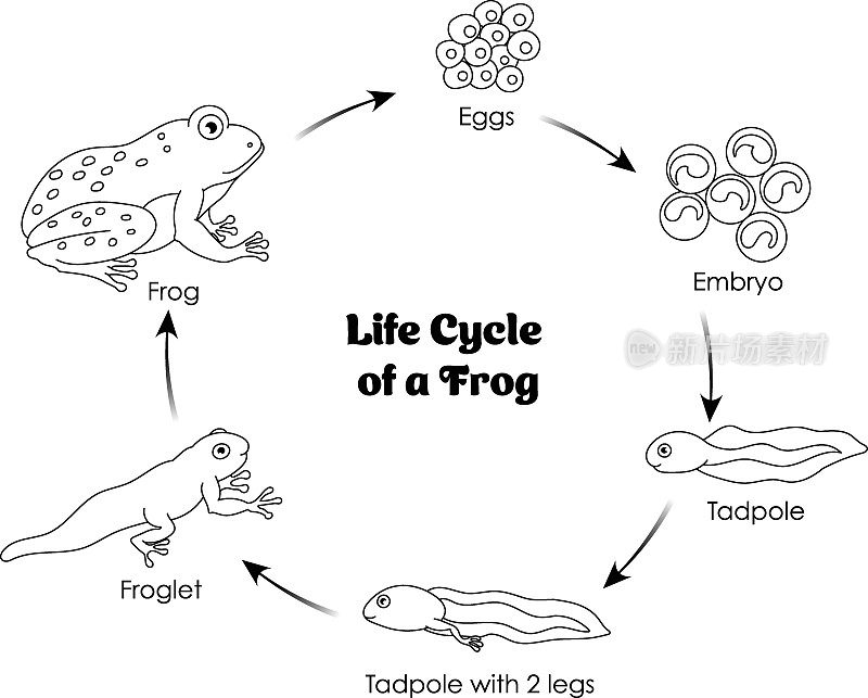 青蛙的生命周期黑白