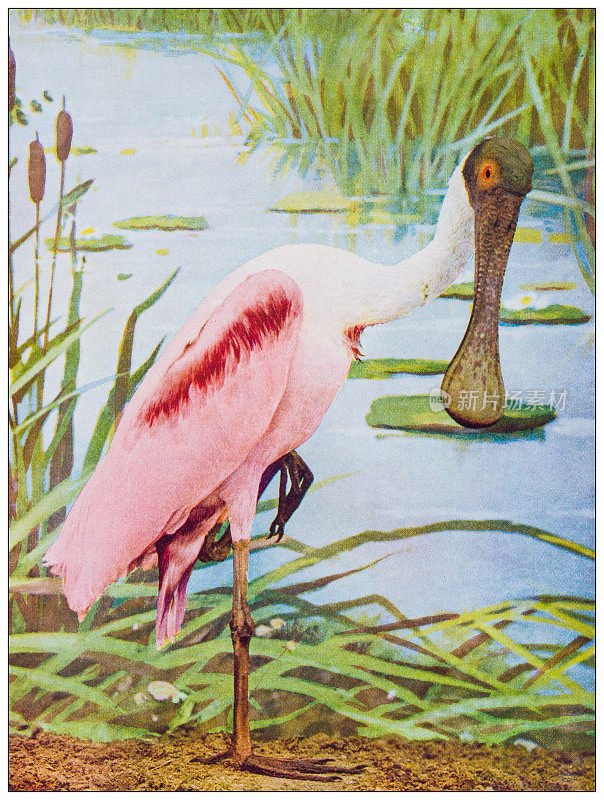 古董鸟类彩色图像:玫瑰色琵鹭