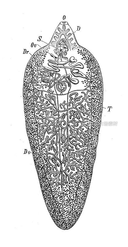 古代生物动物学图像:肝口