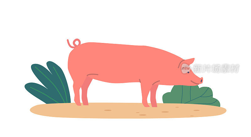 猪在草地上自由漫游，用它的鼻子在土壤中嗅和扎根