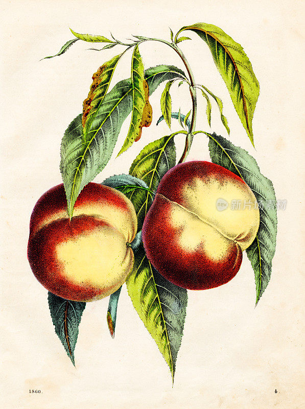 桃色版1860年