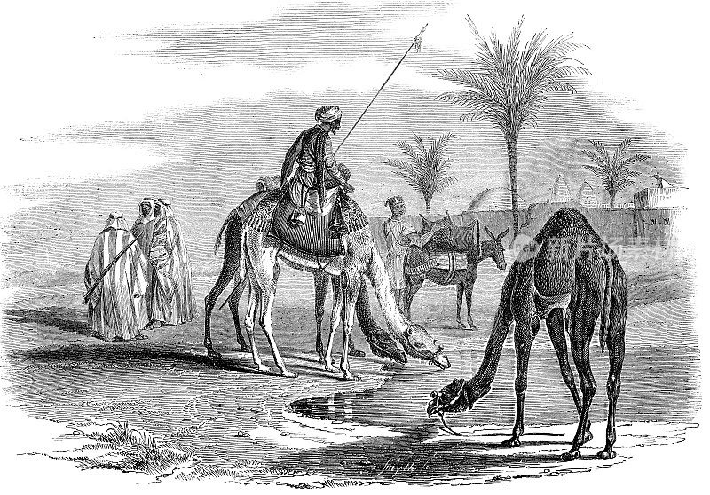 沙漠边缘的村庄，骆驼在喝水