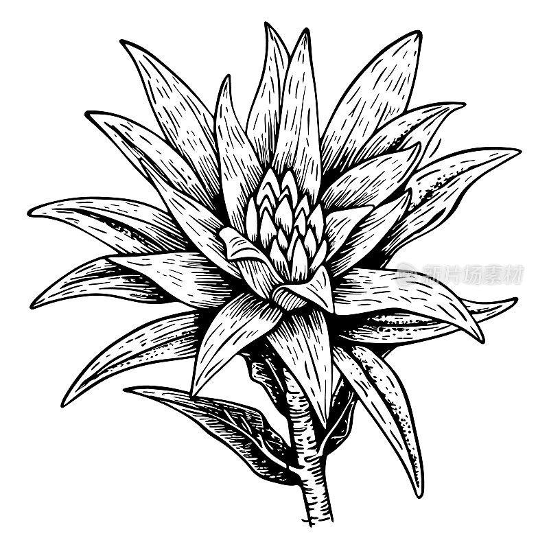凤梨科植物线条艺术。黑色轮廓矢量花卉植物艺术。现代热带花卉插图。