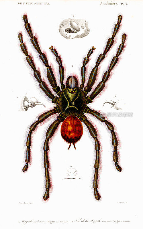 狼蛛蜘蛛-自然历史的通用词典由查尔斯・德・奥比尼1849年