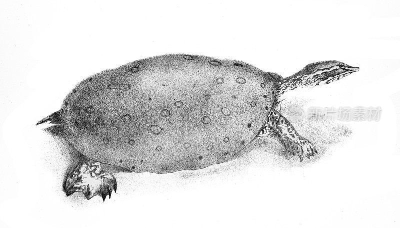 《软壳龟》――出自《纽约自然史》的原始平版版画，德・凯，1844年