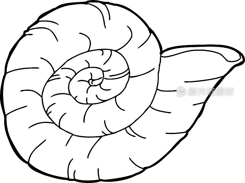 鹦鹉螺贝壳化石