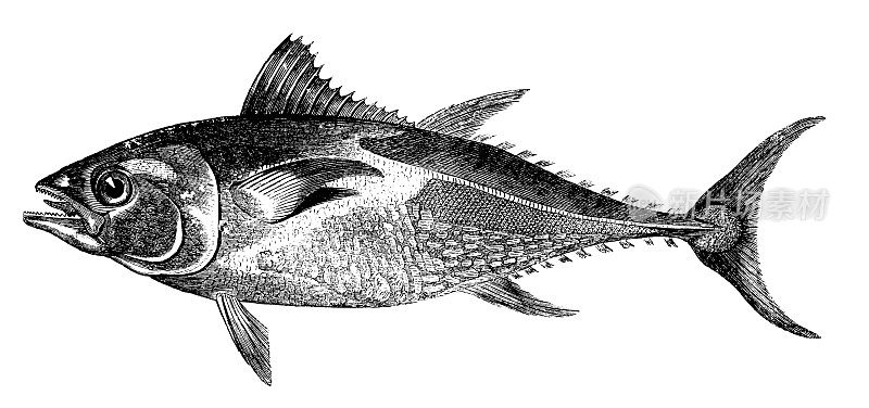 鲔鱼的古董动物插图在白色的背景