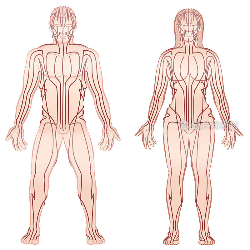 人体针灸经络的男女-替代疗法中医治疗信息图-孤立向量插图在白色的背景。