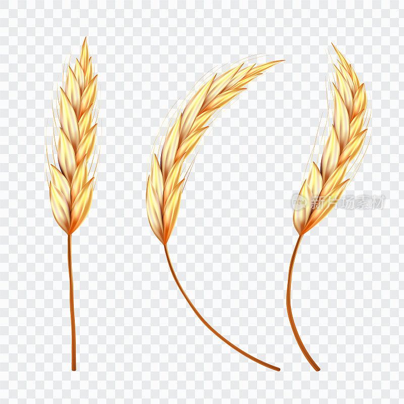 真实的小麦或水稻穗在孤立的背景，矢量插图。