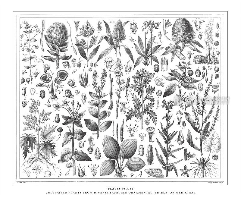 不同科栽培植物;装饰、食用或药用雕刻古董插图，出版于1851年