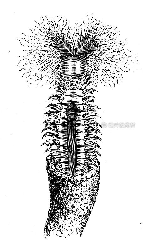 仿古动物插图:沙蚕、蜂窝虫