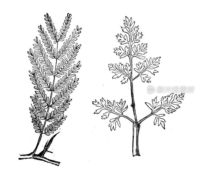 古董植物学插图:不同类型的叶子