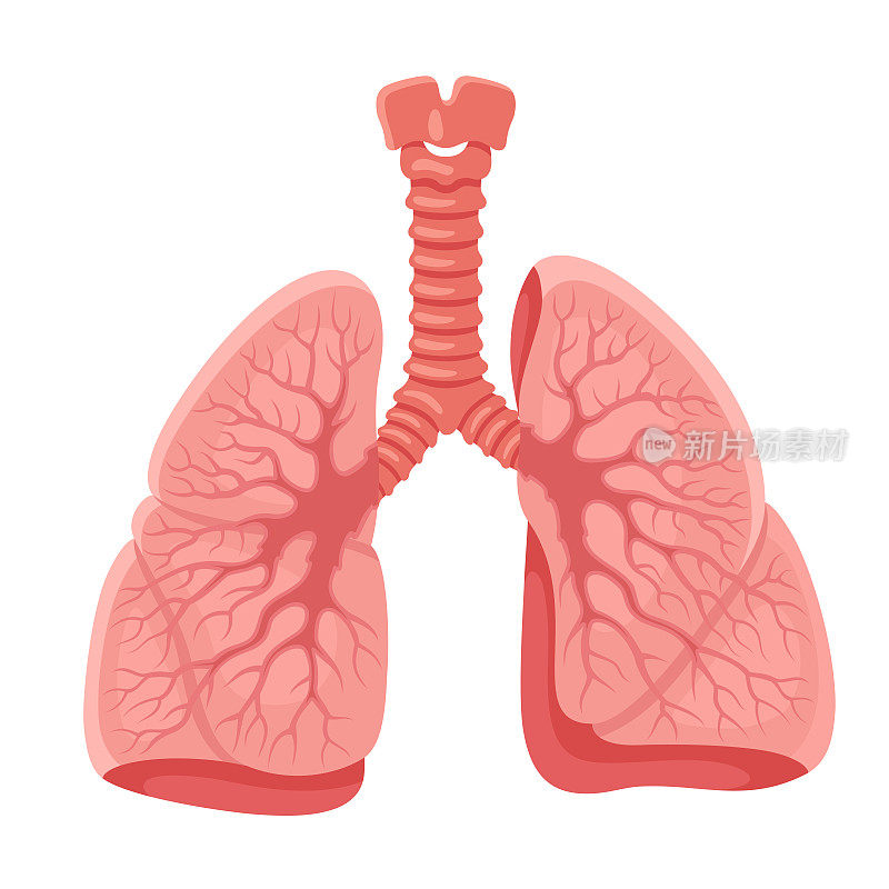 肺解剖。人体内部器官。