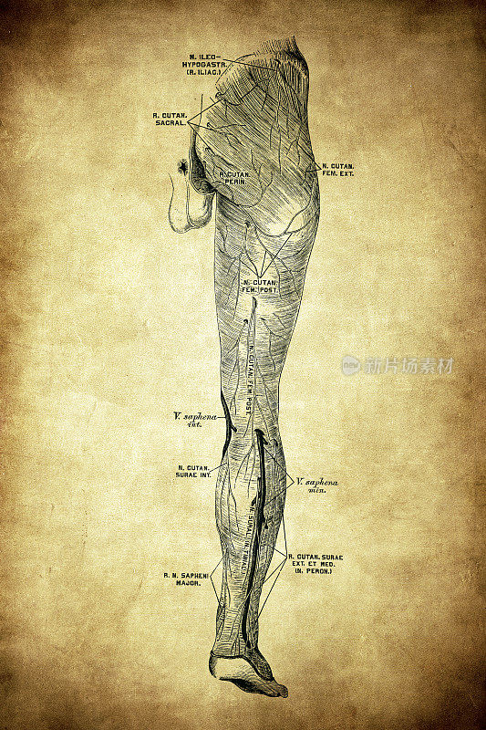 臀部和腿部的神经和肌肉