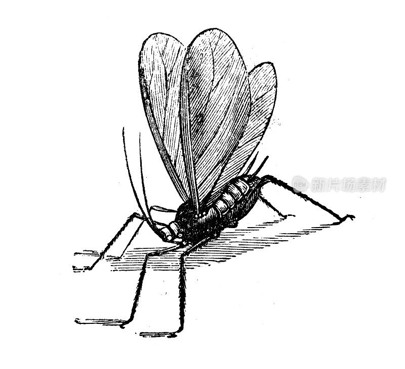 古董插图:蚜虫