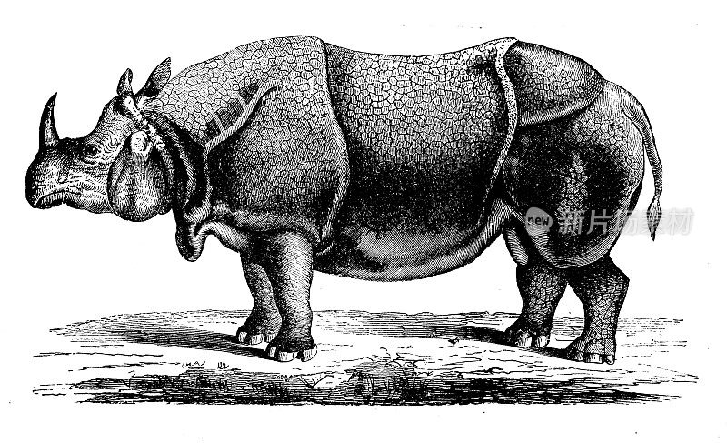 古董插图:印度犀牛
