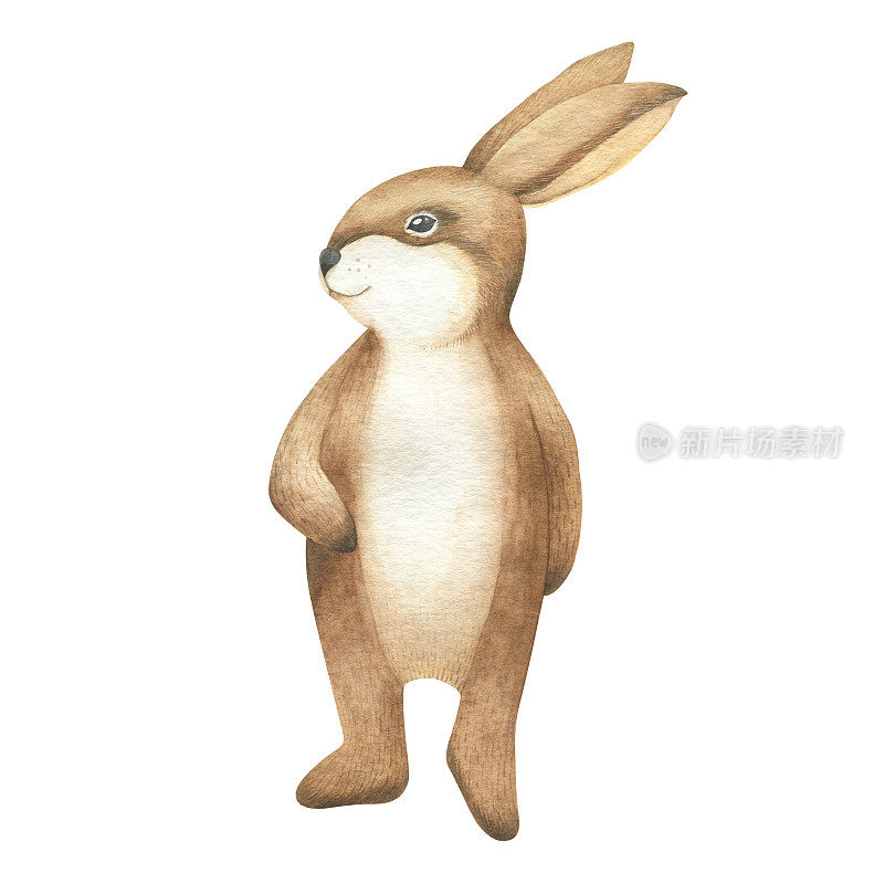 大而肥的野兔用后腿站立。水彩画，在白色背景上孤立的对象。