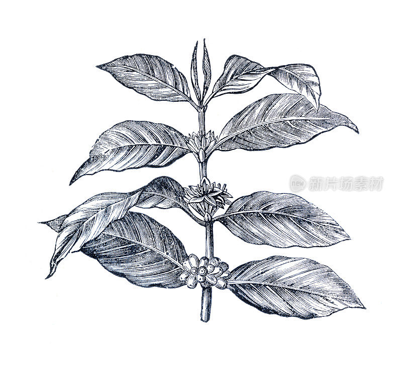 1886年的插画:带生豆的咖啡树