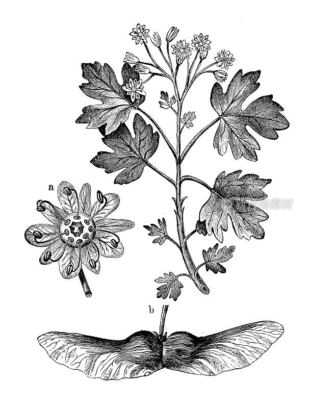 古董植物学插图:槭、野枫