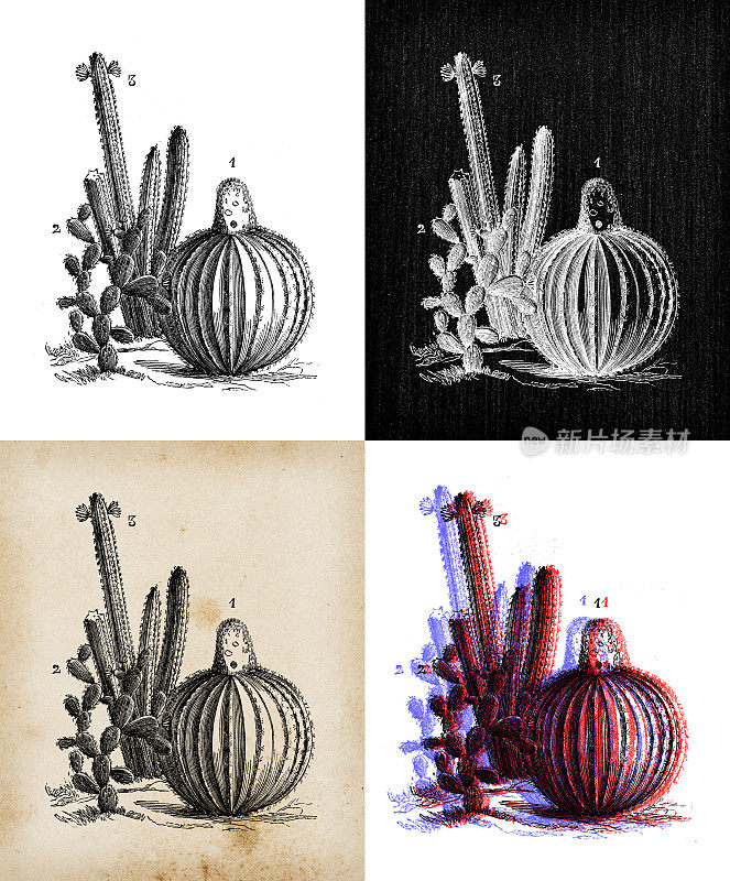 古董植物学插图:仙人掌