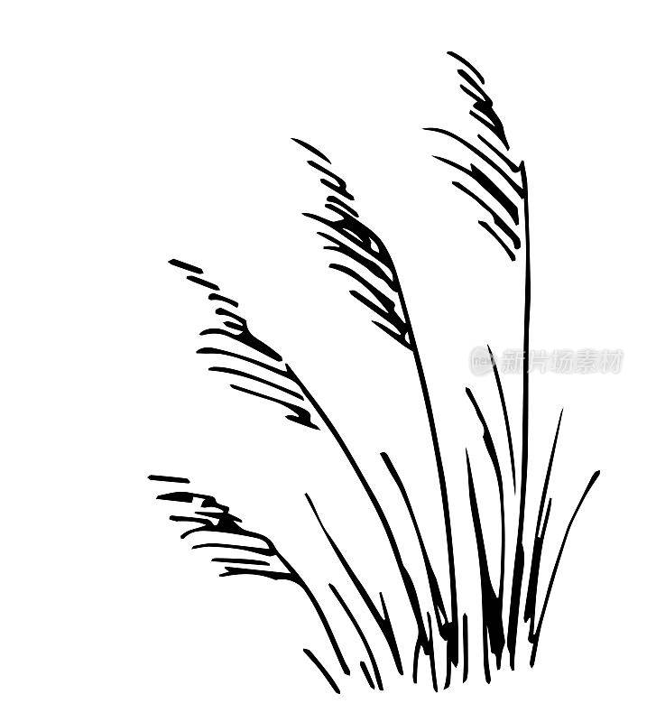简单的矢量墨水草图。草原草丛，潘帕斯草原。干燥的植物。