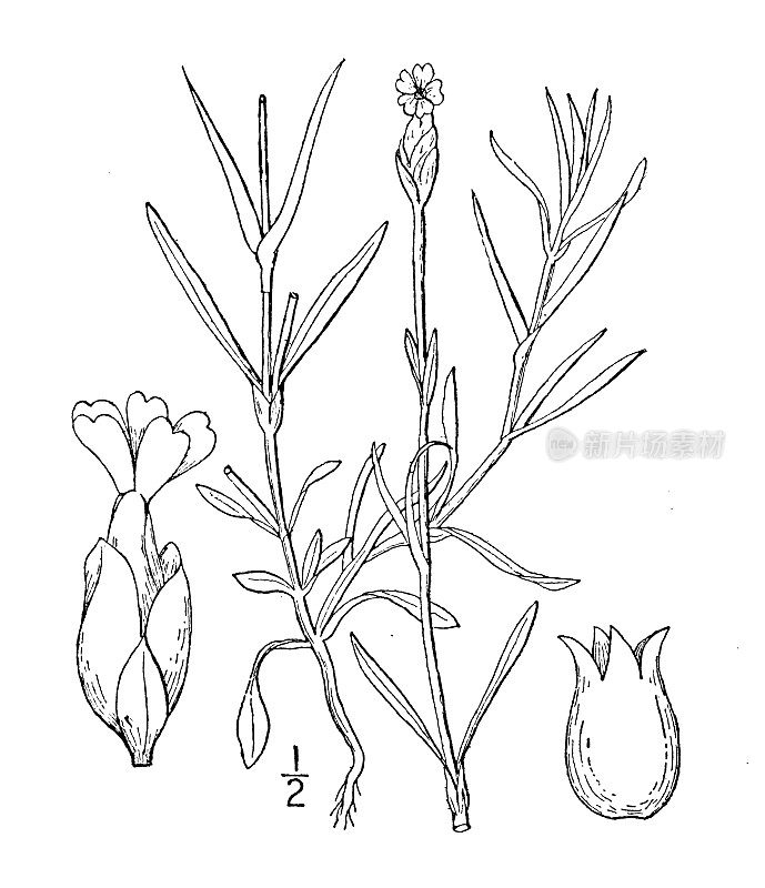 古植物学植物插图:石竹，石竹粉